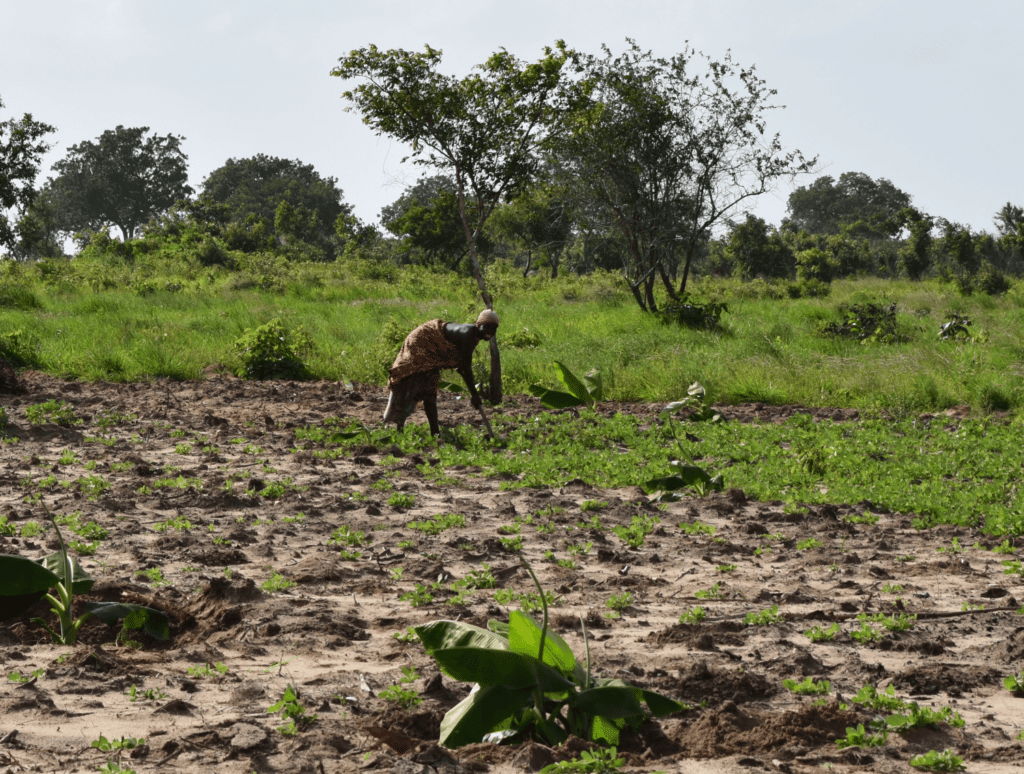 Tanzania villager farming to grow food for school