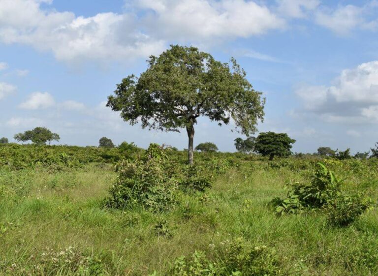 Tanzania environment